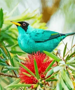 Green Honeycreeper On A Red Plant Diamond Painting
