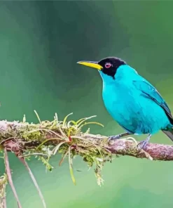 Green Honeycreeper On A Tree Branch Diamond Painting