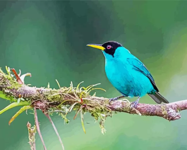 Green Honeycreeper on a tree branch Diamond Paints Green Honeycreeper On A Tree Branch Diamond Painting