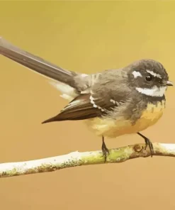Grey Fantail Bird Diamond Painting