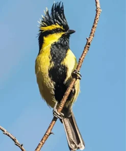 Himalayan Black Lored Diamond Painting