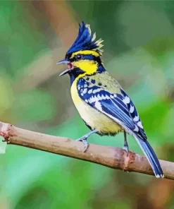 Himalayan Black Lored Bird Diamond Painting