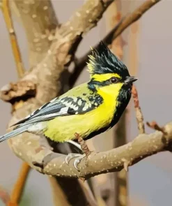 Himalayan Black Lored In Sunlight Diamond Painting