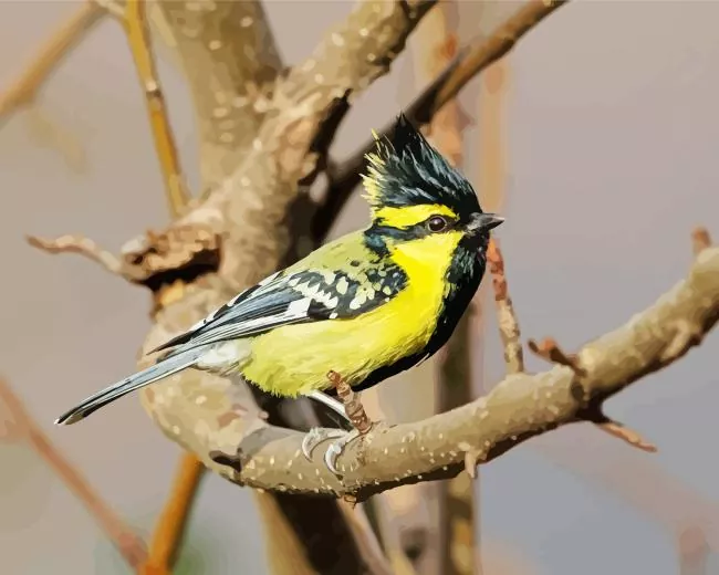 Himalayan Black Lored in sunlight Diamond Paintings Himalayan Black Lored In Sunlight Diamond Painting