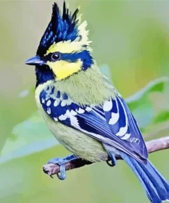 Himalayan Black Lored On A Branch Diamond Painting