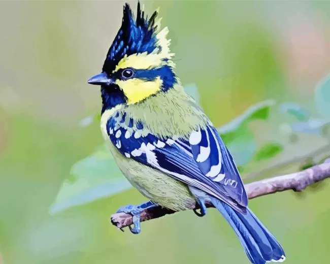 Himalayan Black Lored on a branch Diamond Paintings Himalayan Black Lored On A Branch Diamond Painting