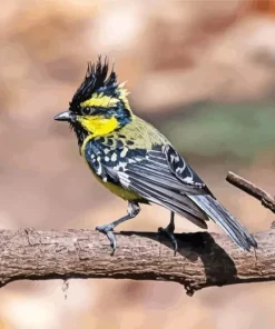 Himalayan Black Lored On A Stick Diamond Painting
