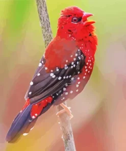 Red Avadavat Diamond Painting