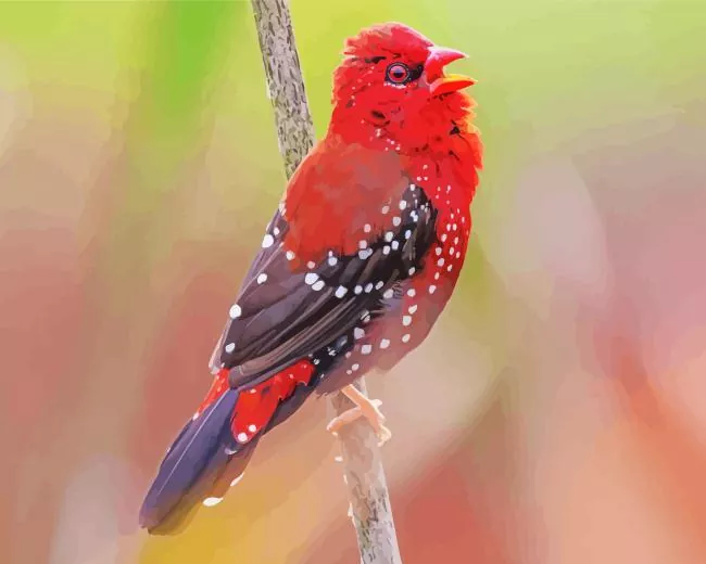 Red Avadavat Diamond Paints Red Avadavat Diamond Painting