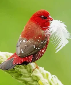 Red Avadavat And White Feather Diamond Painting