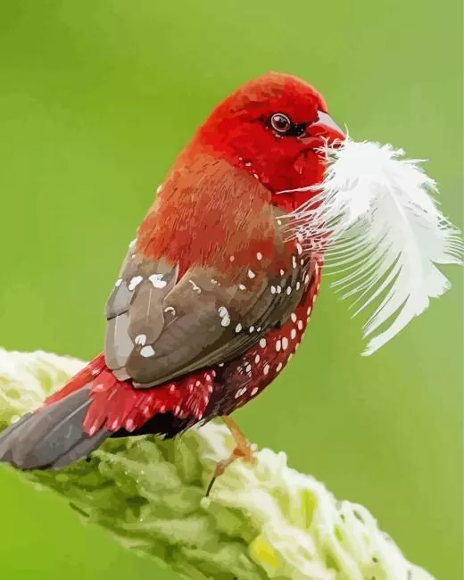 Red Avadavat and white feather Diamond Paints Red Avadavat And White Feather Diamond Painting