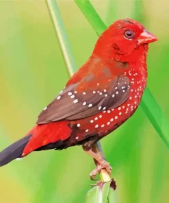 Red Avadavat Bird Diamond Painting
