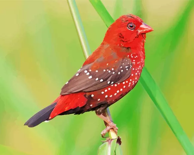 Red Avadavat bird Diamond Paints Red Avadavat Bird Diamond Painting