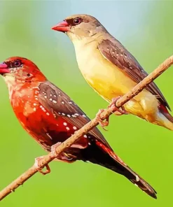 Red Avadavat Birds Diamond Painting