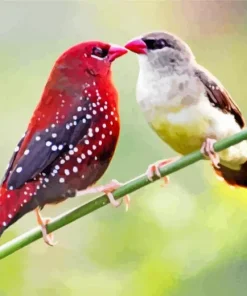 Red Avadavat Birds Couple Diamond Painting