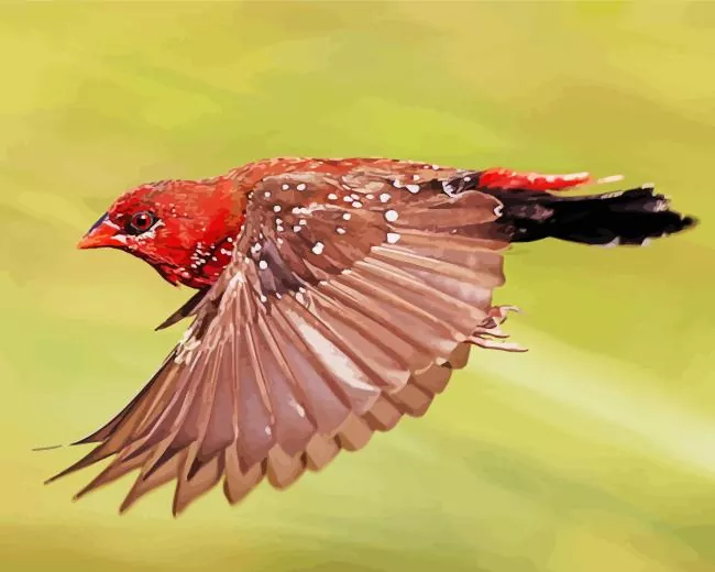 Red Avadavat in flight Diamond Paints Red Avadavat In Flight Diamond Painting