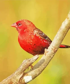 Red Avadavat In Sunlight Diamond Painting