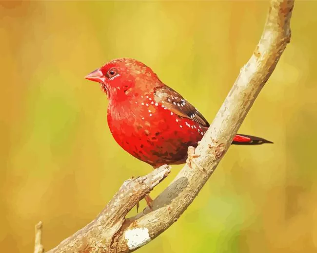 Red Avadavat in sunlight Diamond Paints Red Avadavat In Sunlight Diamond Painting