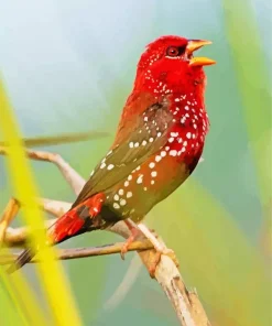 Red Avadavat On A Branch Diamond Painting