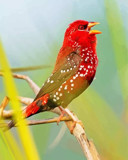 Red Avadavat on a branch Diamond Paints Red Avadavat On A Branch Diamond Painting