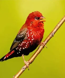 Red Avadavat On A Stick Diamond Painting