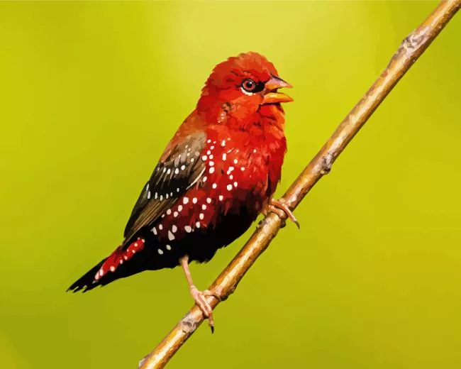 Red Avadavat on a stick Diamond Paints Red Avadavat On A Stick Diamond Painting