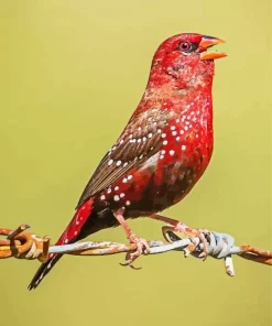 Red Avadavat On A Wire Diamond Painting