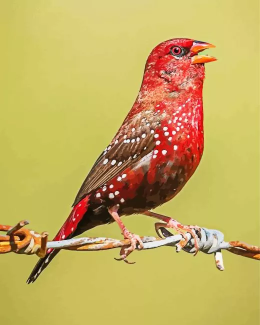 Red Avadavat on a wire Diamond Paints Red Avadavat On A Wire Diamond Painting