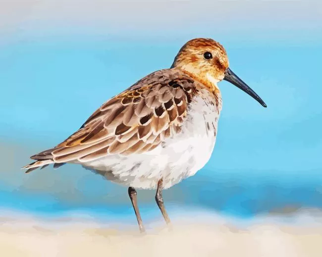 Violet Backed Starling art Diamond Paints Violet Backed Starling Art Diamond Painting