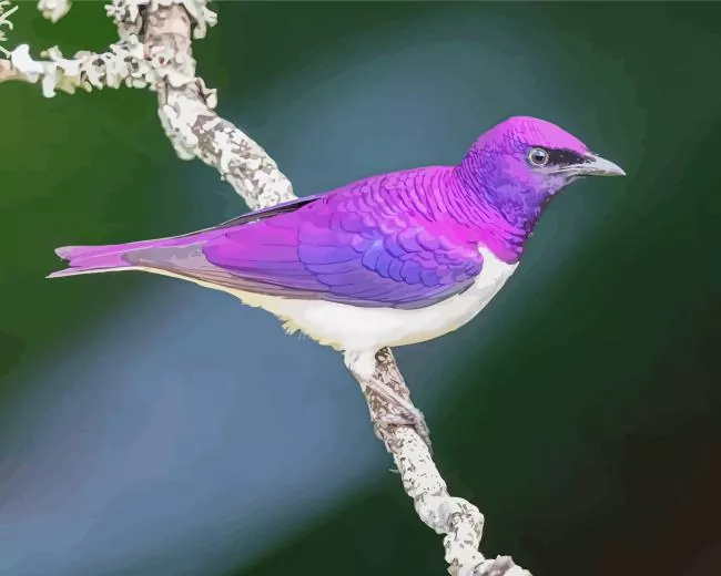 Violet Backed Starling bird Diamond Paints Violet Backed Starling Bird Diamond Painting
