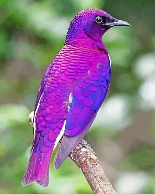 Violet Backed Starling bird back Diamond Paints Violet Backed Starling Bird Back Diamond Painting