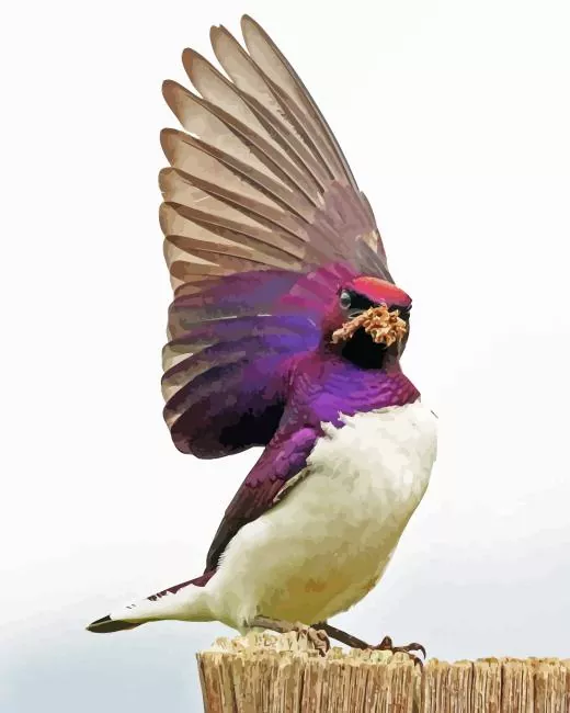 Violet Backed Starling flapping wings Diamond Paints Violet Backed Starling Flapping Wings Diamond Painting