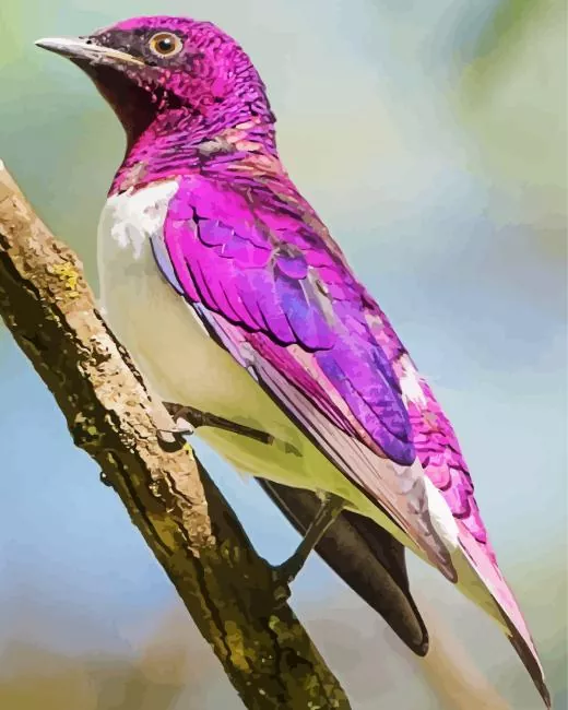 Violet Backed Starling in sun Diamond Paints Violet Backed Starling In Sun Diamond Painting