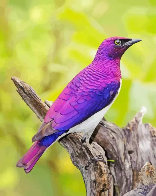 Violet backedStarling_bird Diamond Paints Violet Backed Starling Bird Art Diamond Painting