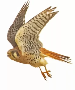 Abstract Common Kestrel Diamond Painting