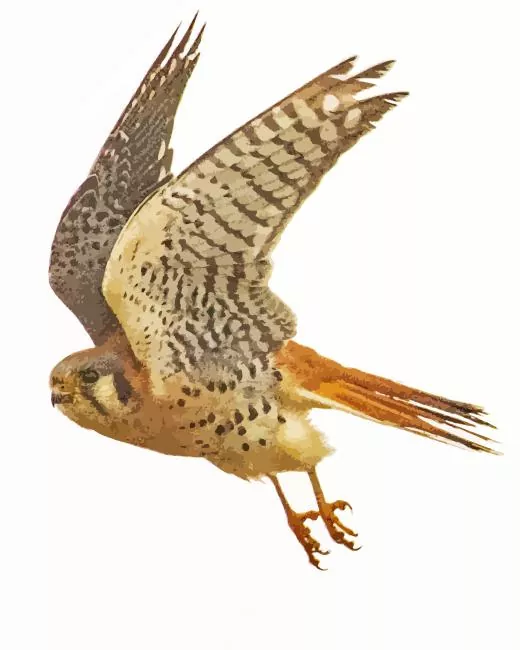 abstract Common Kestrel Diamond Paints Abstract Common Kestrel Diamond Painting