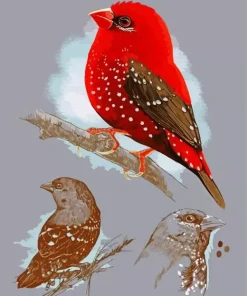 Abstract Red Avadavat Diamond Painting