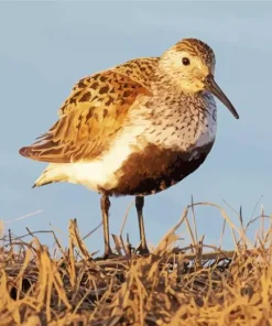 Adorable Dunlin Bird Diamond Painting