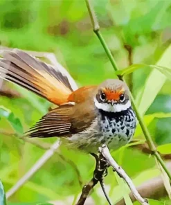 Adorable Fantail Diamond Painting