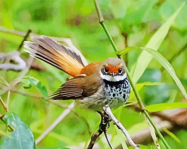 adorable Fantail Diamond Paints Adorable Fantail Diamond Painting