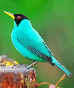 Adorable Green Honeycreeper Diamond Painting
