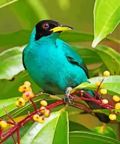 Adorable Green Honeycreeper Bird Diamond Painting