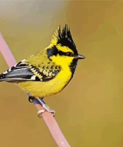 Adorable Himalayan Black Lored Diamond Painting