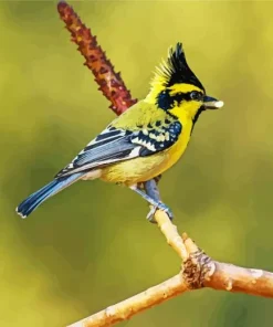 Adorable Himalayan Black Lored Bird Diamond Painting