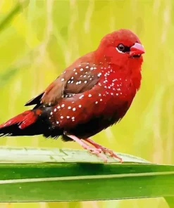 Adorable Red Avadavat Diamond Painting