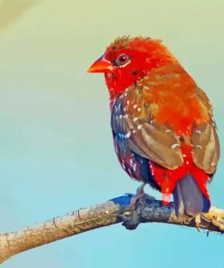 Adorable Red Avadavat Bird Diamond Painting