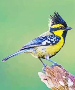 Black And Yellow Himalayan Black Lored Diamond Painting