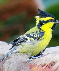 Black Lored Tit Diamond Painting
