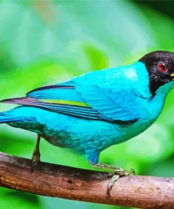 Blue Green Honeycreeper Diamond Painting