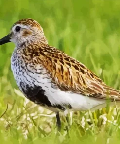 Brown Dunlin Bird Diamond Painting
